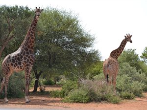 137.5 ha Farm in Lephalale (Ellisras)