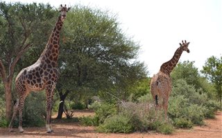 137.5 ha Farm in Lephalale (Ellisras)