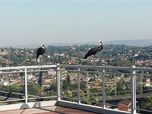 4 Bed Penthouse in Malvern