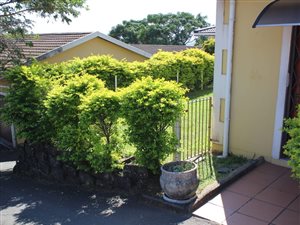 3 Bed Simplex in Bluff