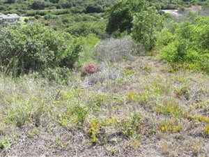 735 m² Land available in Reebok