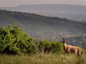 1164 m² Land available in The Hills