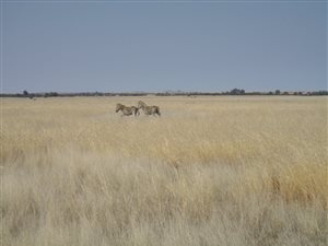 190.6 ha Farm in Hertzogville