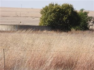 260 ha Farm in Theunissen