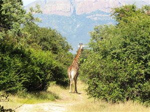 4335 m² Land available in Blyde Wildlife Estate