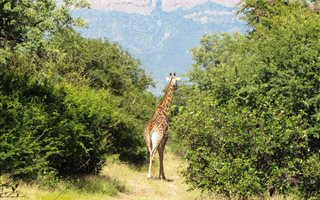 4335 m² Land available in Blyde Wildlife Estate