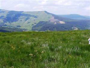 642 ha Farm in Ixopo