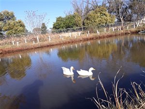 10 ha Farm in Bon Accord