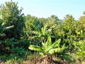 5.9 ha Smallholding in Umzumbe