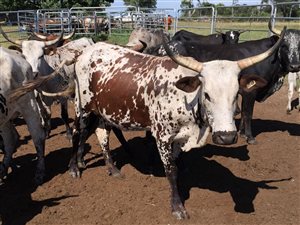 48 ha Farm in Bathurst and Surrounds