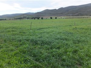 164 ha Farm in Barrydale