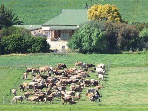 164 ha Farm in Barrydale