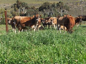 164 ha Farm in Barrydale