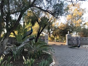 100 ha Farm in Oudtshoorn