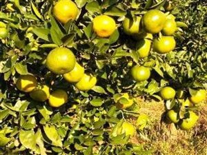 63 ha Farm in Modimolle
