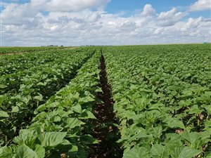 1149 ha Farm in Bethlehem