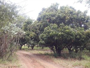 9 ha Farm in Waterkloof
