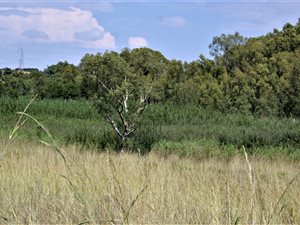 6.1 ha Farm in Rayton