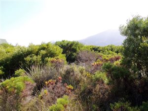 818 m² Land available in Bettys Bay
