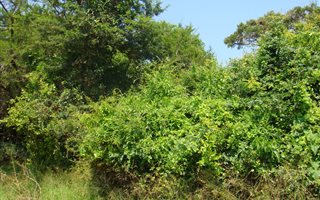 2500 m² Land available in Kampersrus AH