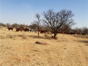 1 ha Farm in Wolmaranstad