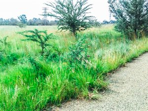 1.1 ha Land available in Walkerville