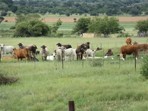 270 ha Farm in Modimolle