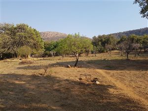 29 ha Farm in Pretoria West