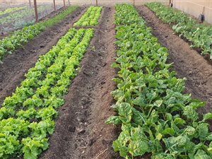2 ha Farm in Andeon AH