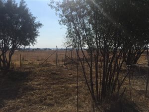 Smallholding in Wilgeboom