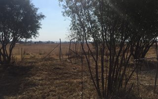 Smallholding in Wilgeboom