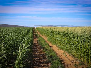 180 ha Farm in Clanwilliam