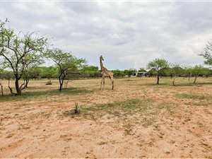 3480 m² Land available in Marloth Park