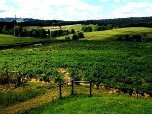 8 ha Farm in Lions River
