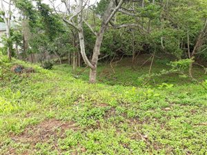 1176 m² Land available in Kelso