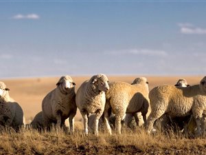 61 ha Farm in Ficksburg