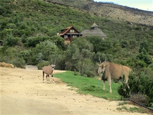 21 ha Farm in Bainskloof