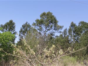 1.2 ha Land available in White River AH