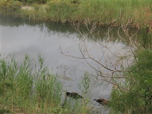 284 ha Farm in Vlees Bay