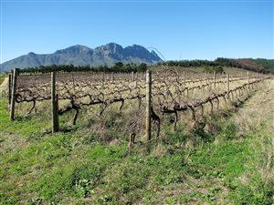 4 ha Farm in Stellenbosch Agricultural
