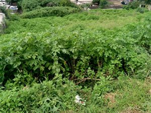 1100 m² Land available in Clermont
