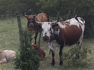 372 ha Farm in Bathurst and Surrounds