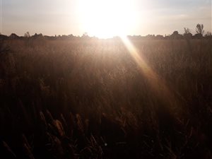 1985 m² Land available in Sasolburg