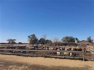 8 ha Farm in Haakdoornboom