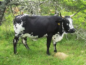 492 ha Farm in Bathurst and Surrounds
