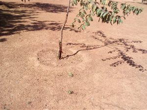 3.1 ha Land available in Soshanguve