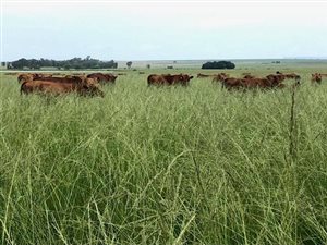 633 ha Farm in Senekal
