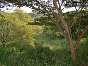 1305 m² Land available in Seaward Estates