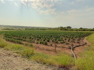10 ha Farm in Wonderboom AH