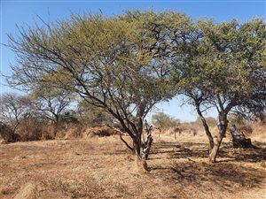 645 ha Farm in Thabazimbi